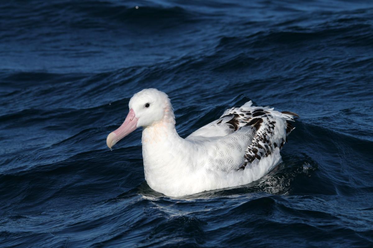 Wandering Albatross (Diomedea exulans)